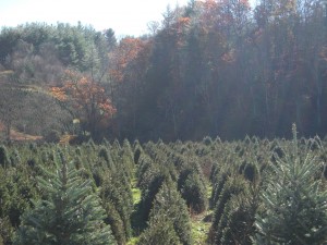 NC Mountains Christmas Tree Farm
