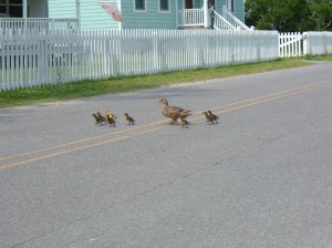 Mother and Baby Ducks on Ocracoke Island
