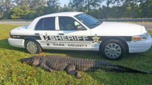 800 Pound Alligator hit and killed on Highway 64 near Outer Banks (Photo courtesy of WAVY)