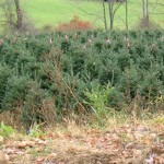 A North Carolina Christmas Tree Farm in the NC mountains