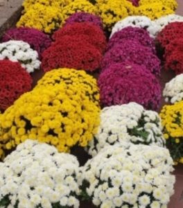 Colorful Fall Mums
